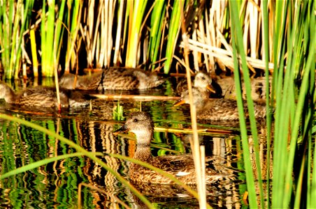 A gadwall hen and her brood appear from the emergent vegetation on Seedskadee NWR. Photo: Tom Koerner/USFWS