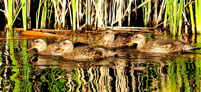 A gadwall brood appears out of the emergent vegetation on Seedskadee NWR.  Photo:  Tom Koerner/USFWS