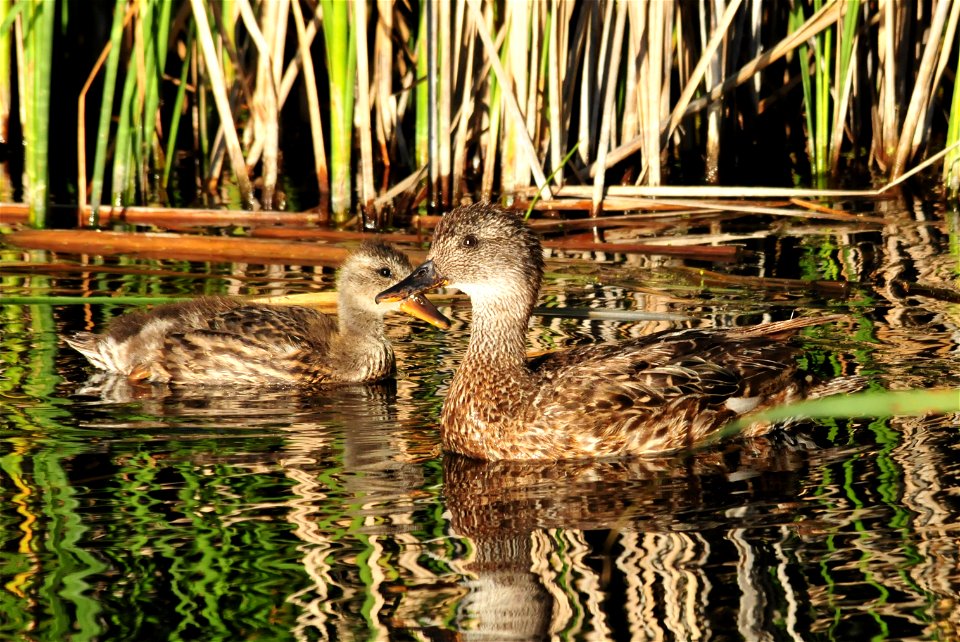A gadwall hen and brood appear out of the emergent vegetation on Seedskade;e NWR.  Photo:  Tom Koerner/USFWS