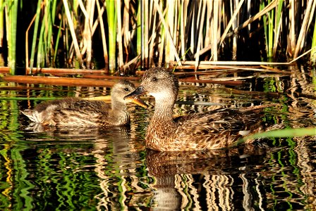 A gadwall hen and brood appear out of the emergent vegetation on Seedskade;e NWR. Photo: Tom Koerner/USFWS photo