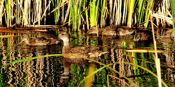 A gadwall hen and her brood appear out of emergent vegetation on Seedskadee NWR 02.  Photo:  Tom Koerner/USFWS