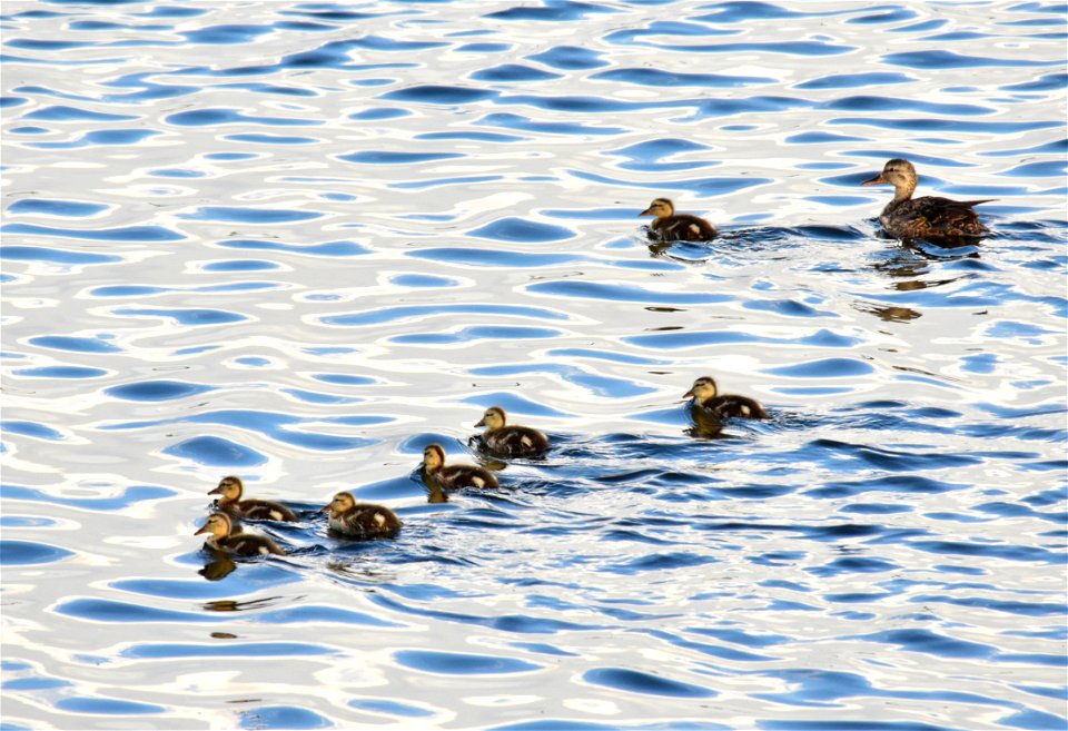 Photo: Tom Koerner/USFWS