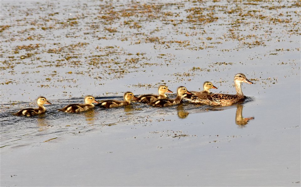 Photo: Tom Koerner/USFWS