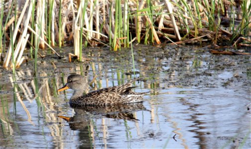 Gadwall (Anas strepera) are a common duck nesting in grasslands of the prairie pothole region of the U.S. and Canada. Photo Credit: Krista Lundgren/USFWS photo