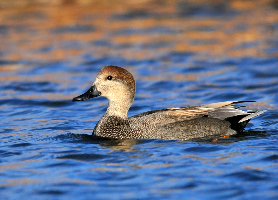 Photo: Tom Koerner/USFWS