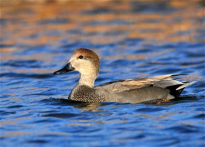 Photo: Tom Koerner/USFWS