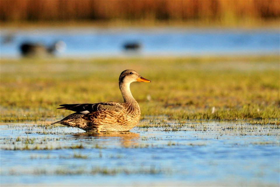 Photo: Tom Koerner/USFWS
