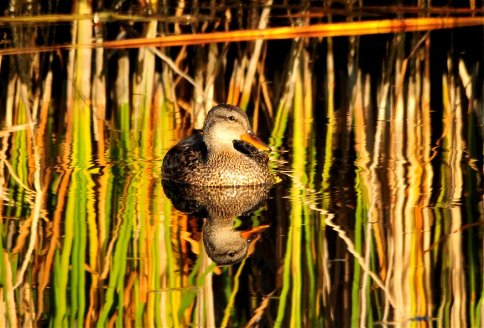 Photo: Tom Koerner/USFWS