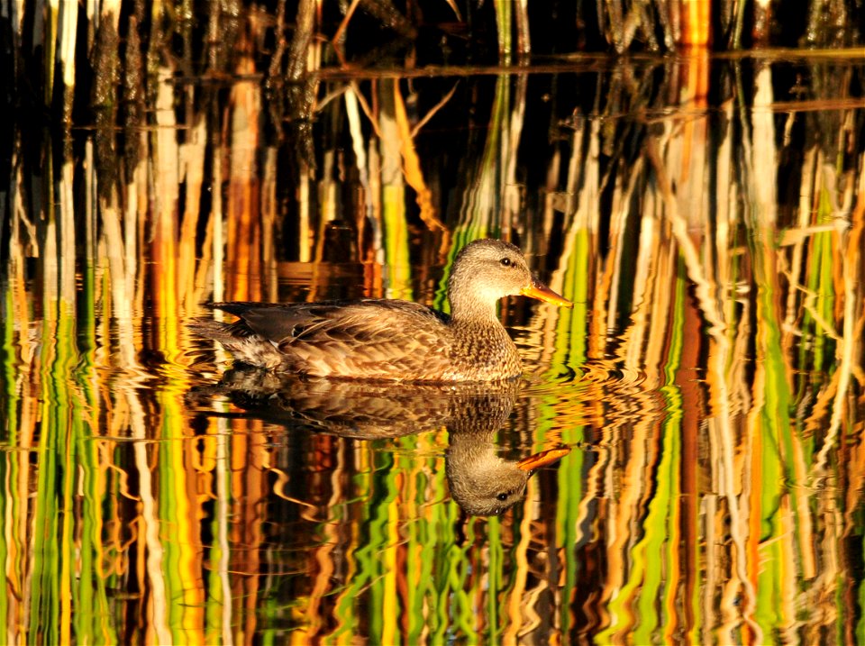 Photo: Tom Koerner/USFWS