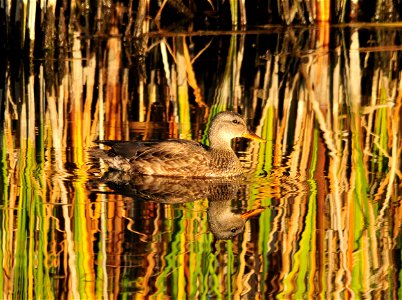 Photo: Tom Koerner/USFWS