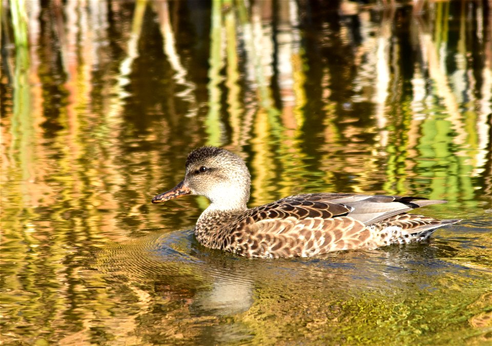Photo: Tom Koerner/USFWS