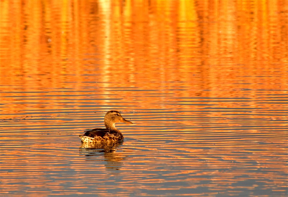 Photo: Tom Koerner/USFWS