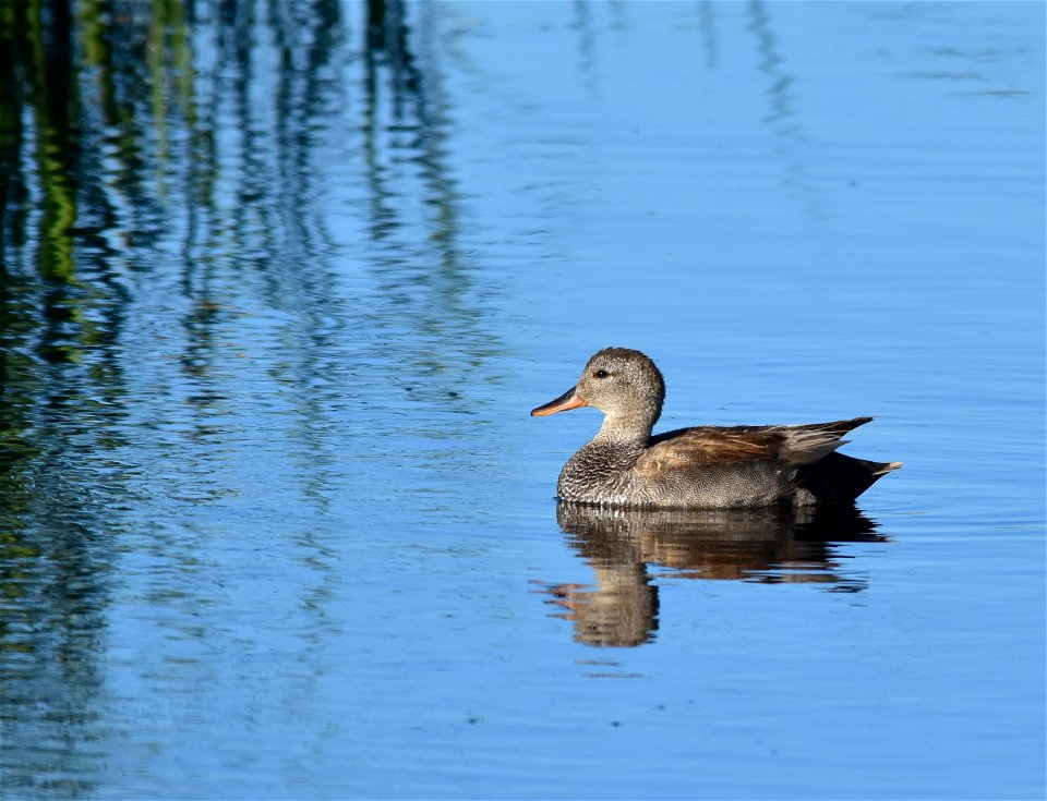Photo: Tom Koerner/USFWS