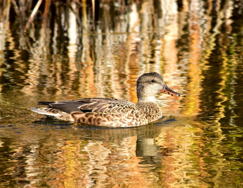 Photo: Tom Koerner/USFWS