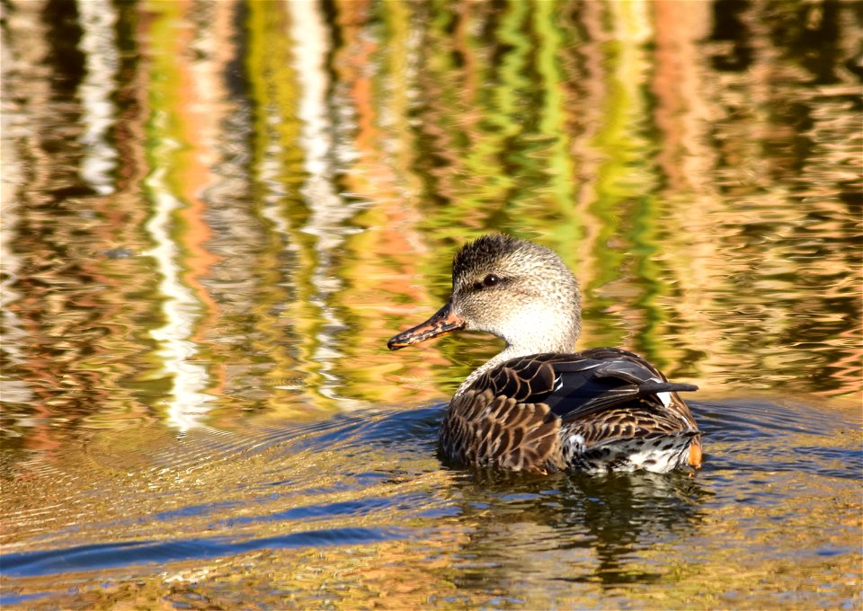 Photo: Tom Koerner/USFWS