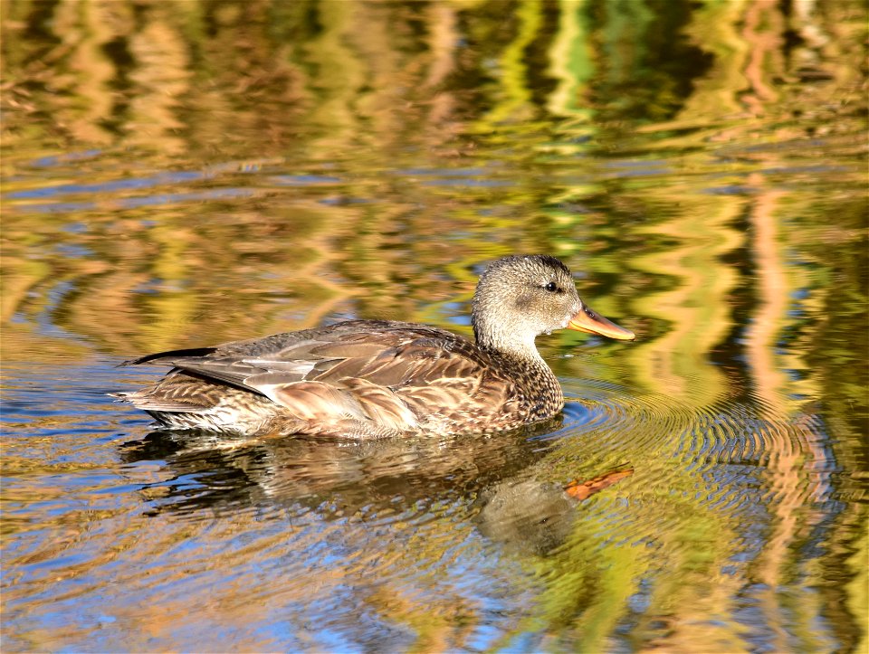 Photo: Tom Koerner/USFWS