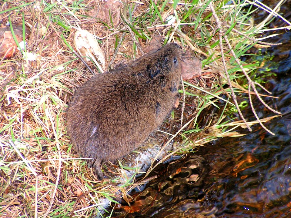 (Ostschermaus; Erzgebirge, Germany)