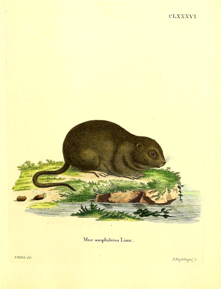 CL, XXXVI. 
Mus amphibius Linn = Arvicola terrestris
T.J5.Z/iUdd. 

ZNuftbugelj