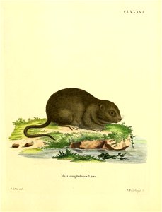 CL, XXXVI. 
Mus amphibius Linn = Arvicola terrestris
T.J5.Z/iUdd. 

ZNuftbugelj