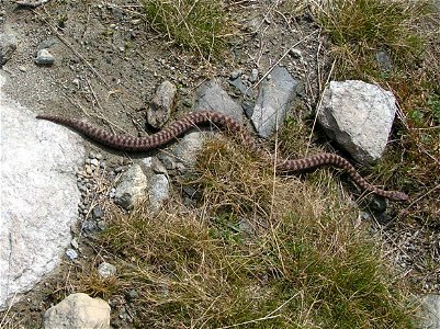 Unbekannte Schlange cottische Alpen