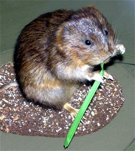 Water Vole Arvicola terrestris (stuffed) in Bristol Museum, Bristol, England.