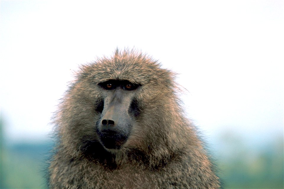 (olive or anubis baboon)