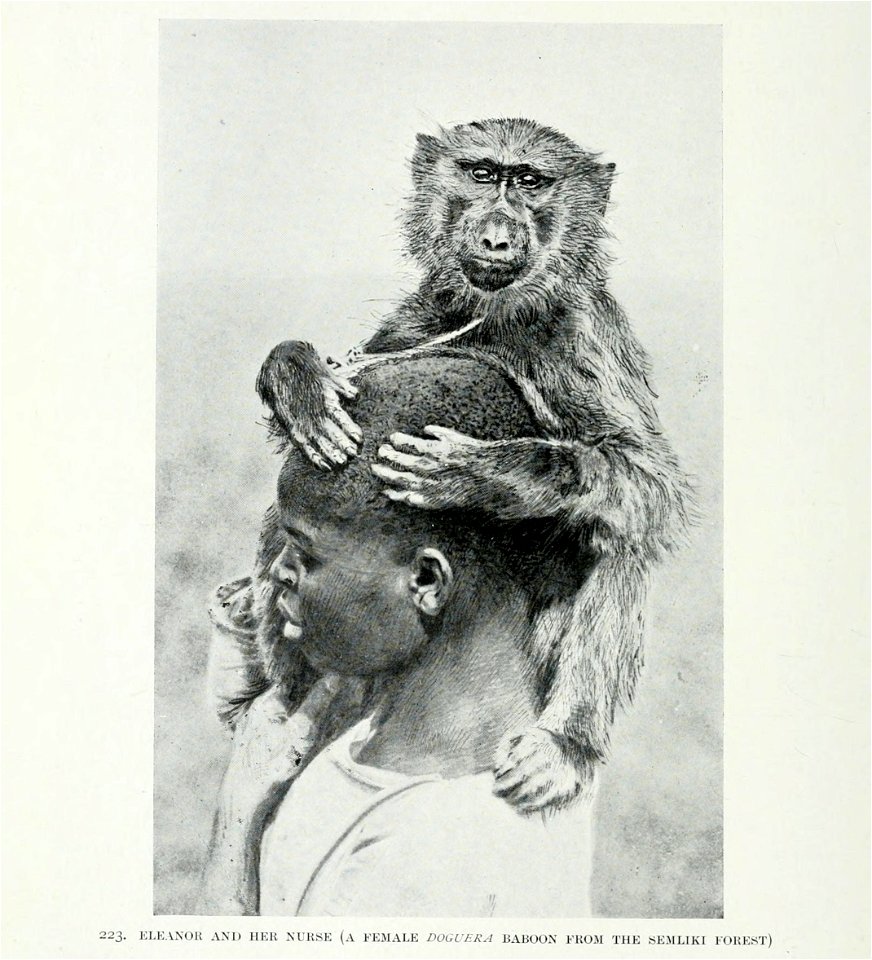 Eleanor and her nurse (a female Doguera baboon from the Semliki forest)