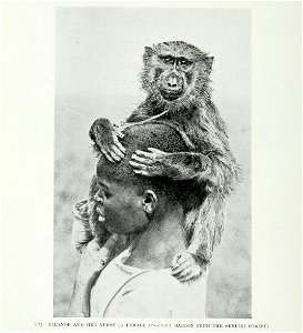 Eleanor and her nurse (a female Doguera baboon from the Semliki forest)