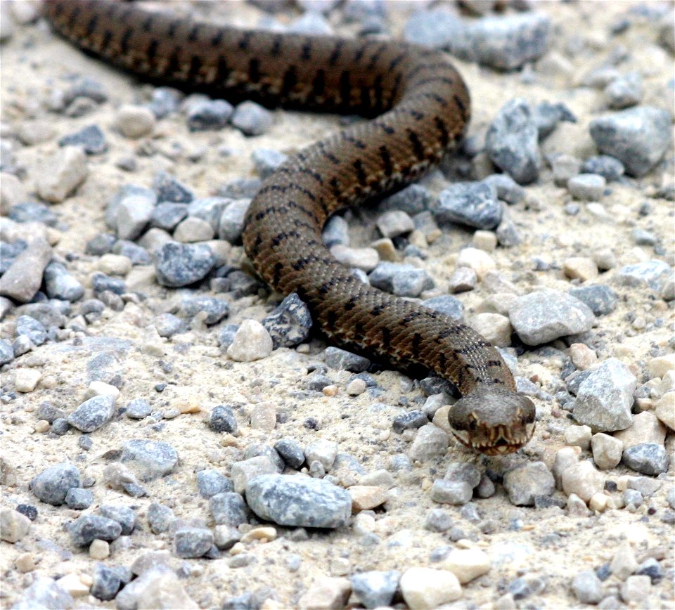 Toskana, Umgebung von Pienza, 15.05.2005. Considering the appearance of this specimen and the location at which the picture was taken (Pienza is   43°04′43″N, 11°40′44″E), this is likely an example of