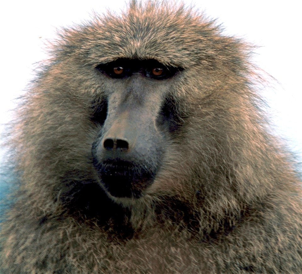 (olive or anubis baboon)