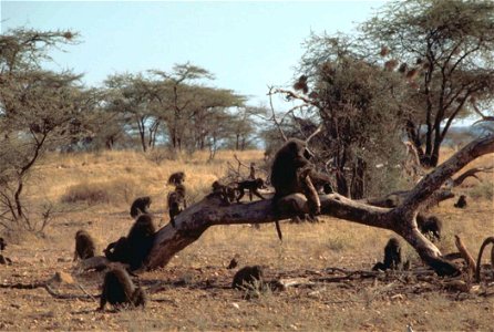 Image title: Olive baboons primates papio anubis Image from Public domain images website, http://www.public-domain-image.com/full-image/fauna-animals-public-domain-images-pictures/monkeys-public-domai photo