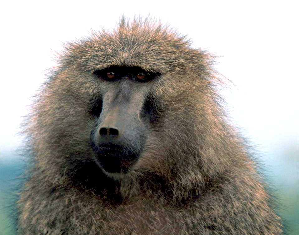 (olive or anubis baboon)