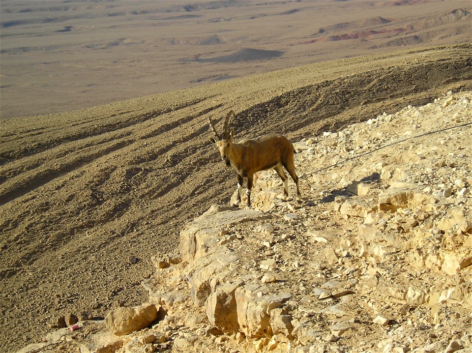 Nubian Ibex in Negev