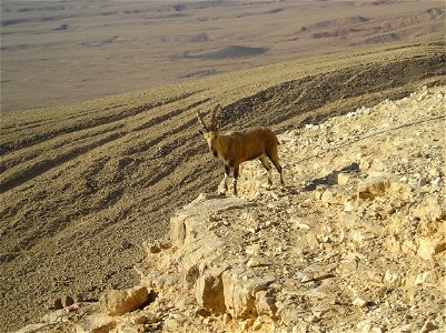 Nubian Ibex in Negev