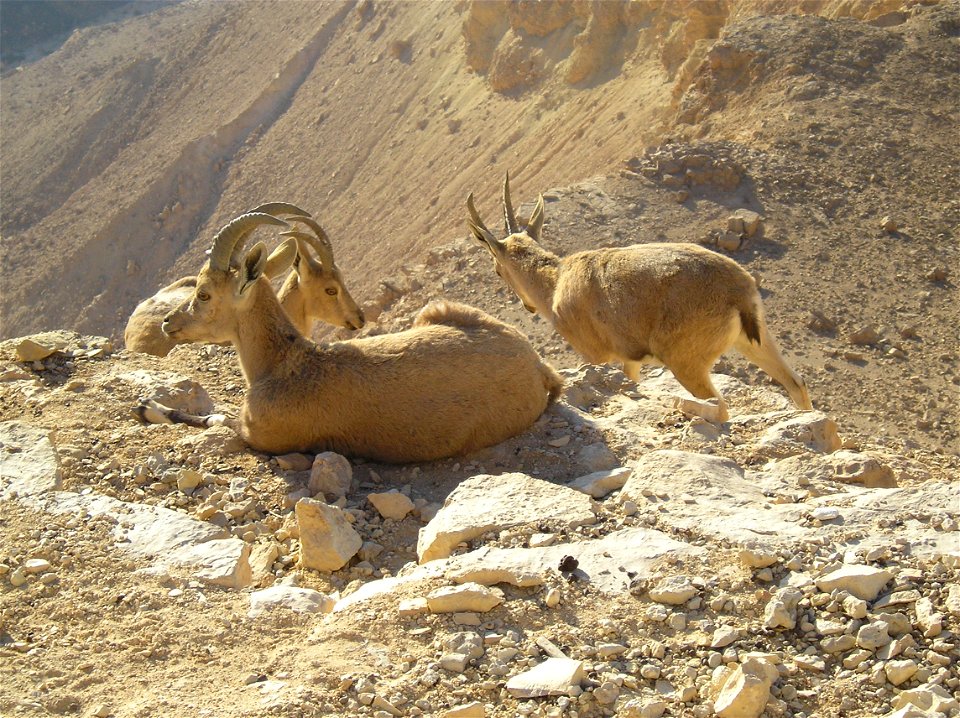 Nubian Ibex in Negev