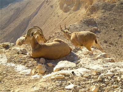 Nubian Ibex in Negev