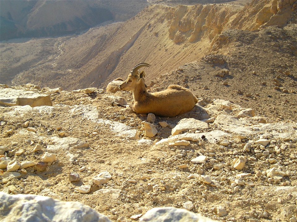Nubian Ibex in Negev