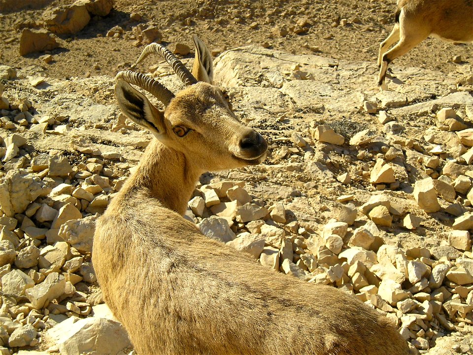 Nubian Ibex in Negev