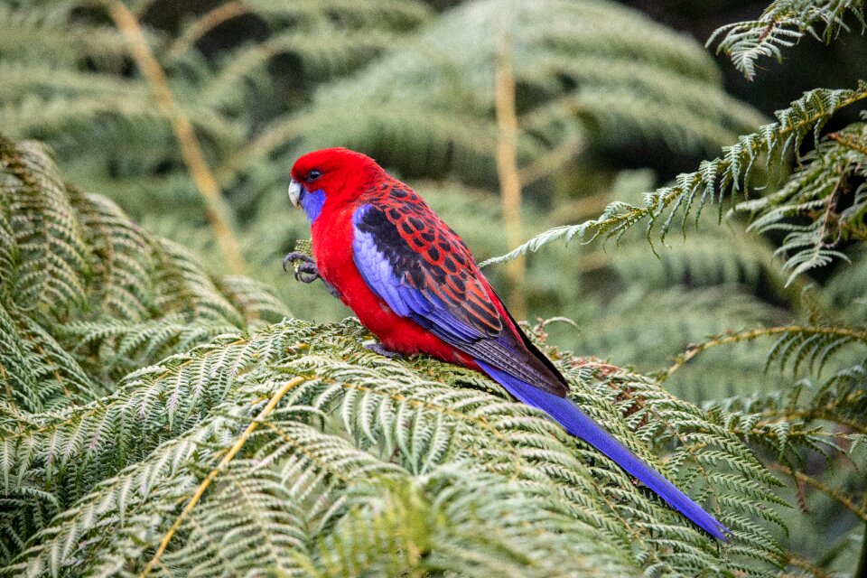 Animal nature parrot
