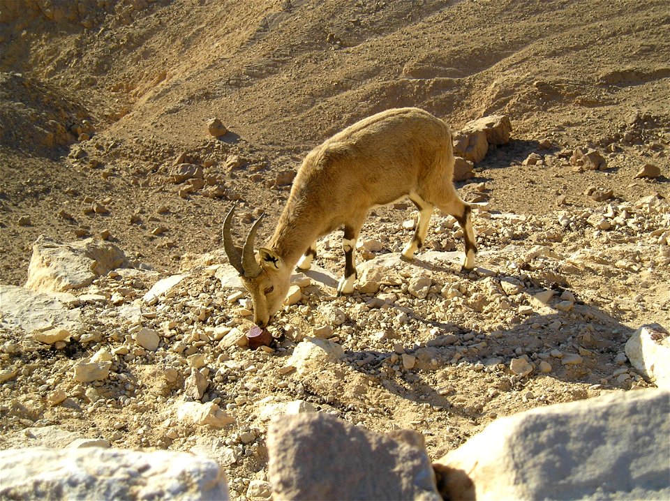 Nubian Ibex in Negev