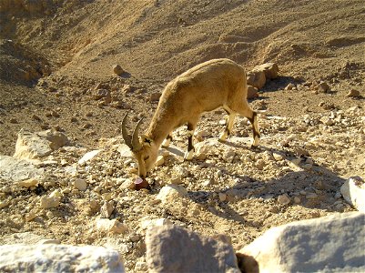 Nubian Ibex in Negev