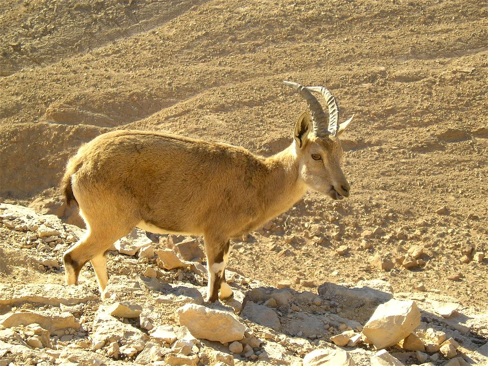 Nubian Ibex in Negev