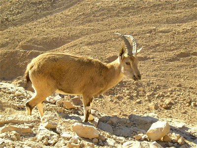 Nubian Ibex in Negev