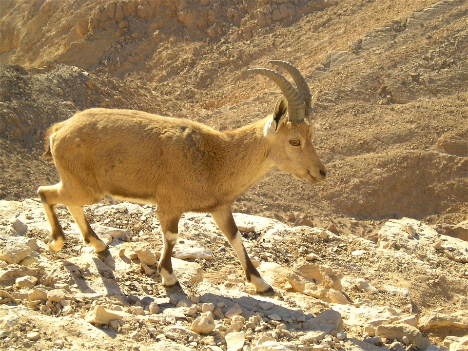 Nubian Ibex in Negev