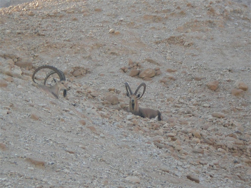 Wildlife and Plants of Israel