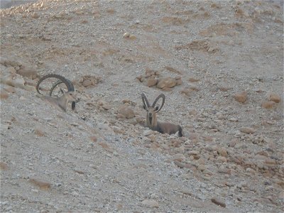 Wildlife and Plants of Israel