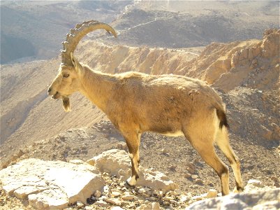 Nubian Ibex in Negev photo