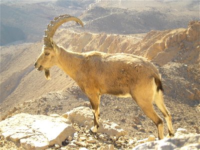 Nubian Ibex in Negev