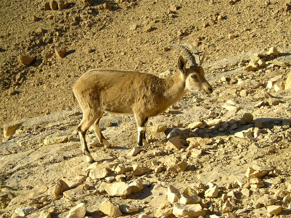 Nubian Ibex in Negev