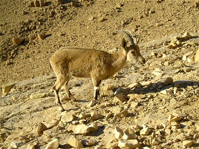 Nubian Ibex in Negev